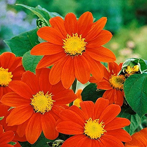 13611